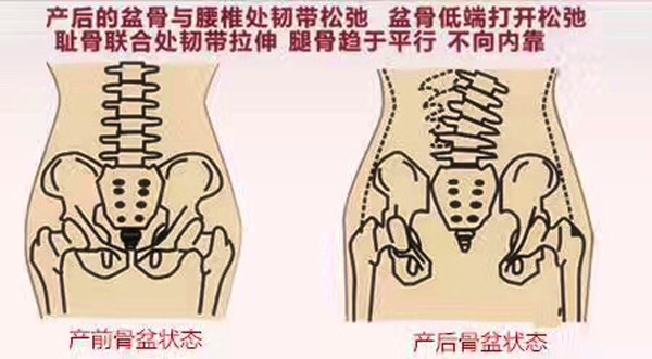 盆底解剖常识