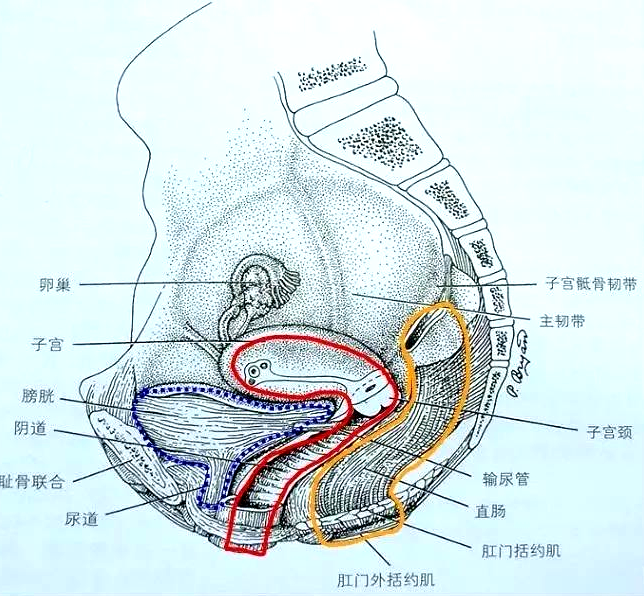 产后盆底肌怎么修复